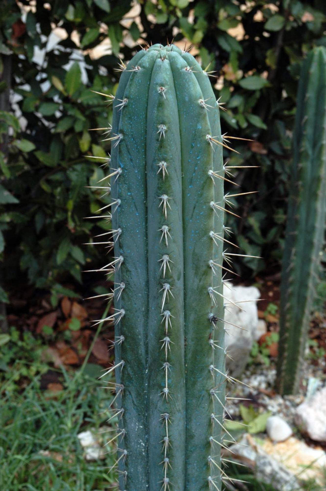 Cactus House Gaspar Zadar Exterior foto